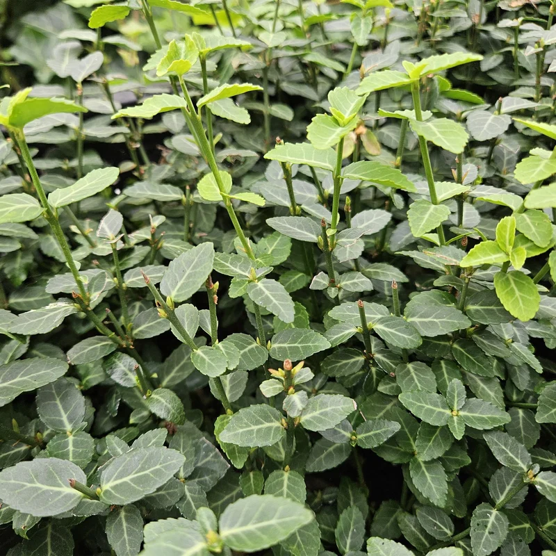 Trzmielina 'Radicans' – zwarta, zimozielona odmiana, doniczka 9 cm, wysokość 10–25 cm