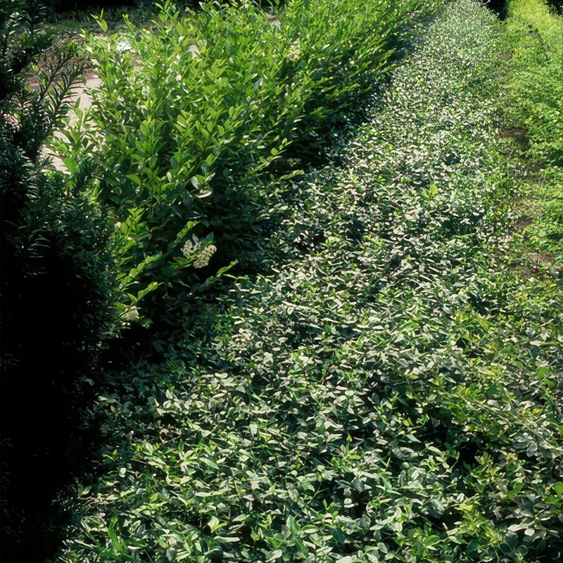 Trzmielina 'Radicans' – zwarta, zimozielona odmiana, doniczka 9 cm, wysokość 10–25 cm