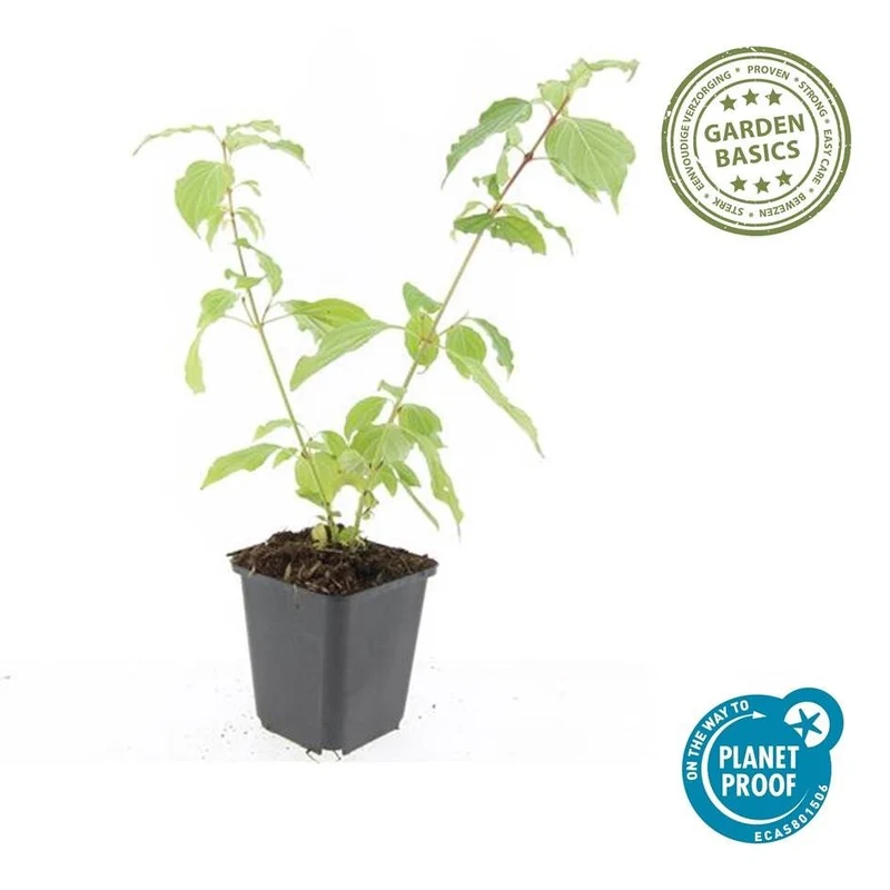 Kornel 'Anny's Winter Orange' – 9 cm potte, 10-25 cm høj