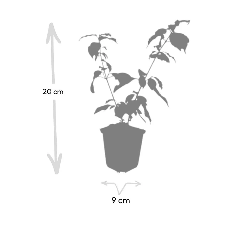Kornel 'Anny's Winter Orange' – 9 cm potte, 10-25 cm høj