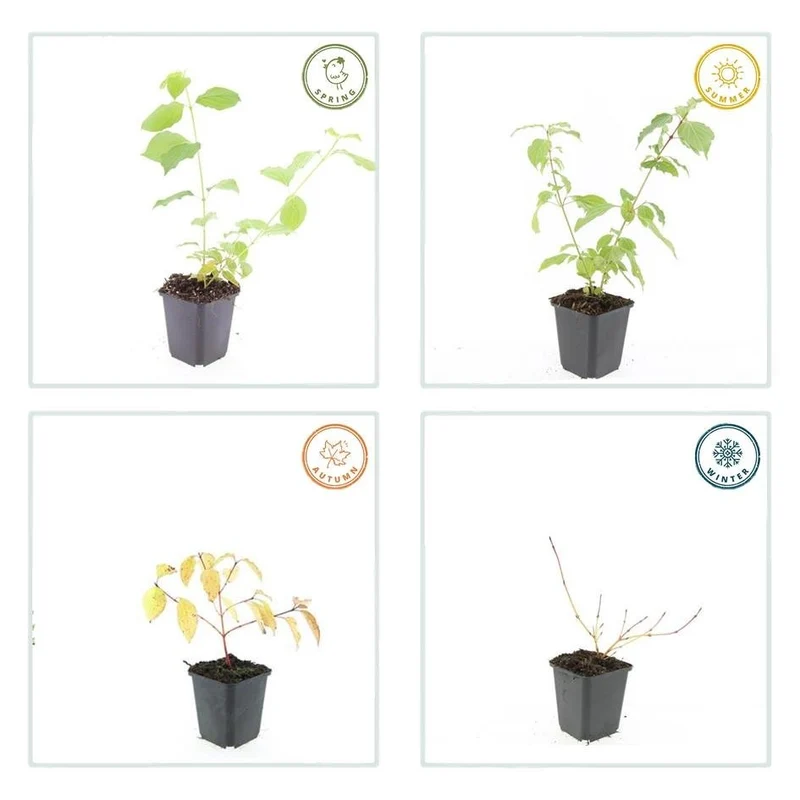 Kornel 'Anny's Winter Orange' – 9 cm potte, 10-25 cm høj