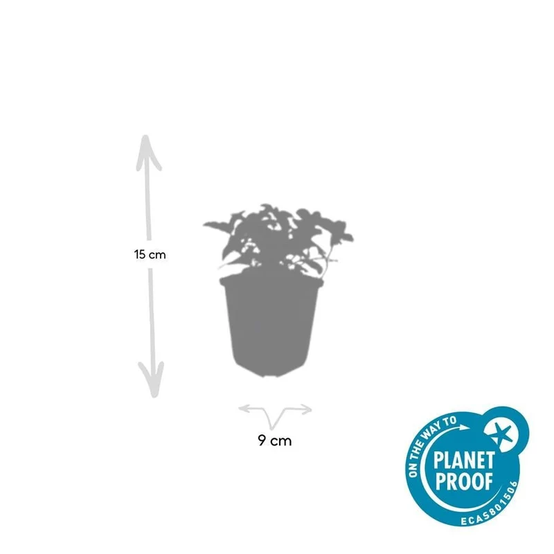 Cornus canadensis – Bodendeckender Hartriegel, 9 cm Topf, 10–25 cm