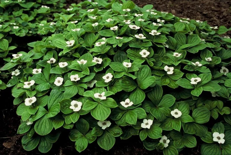 Cornus canadensis – Bodendeckender Hartriegel, 9 cm Topf, 10–25 cm