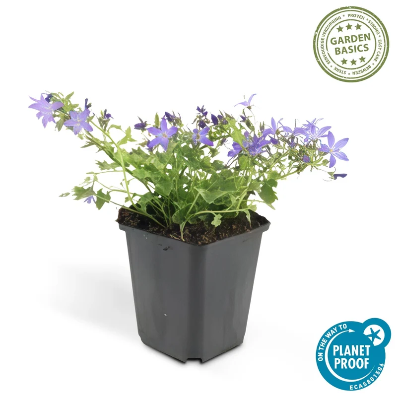 Dzwonek 'Stella' – wzrost zwarty, Ø9 cm, 10–25 cm wys.