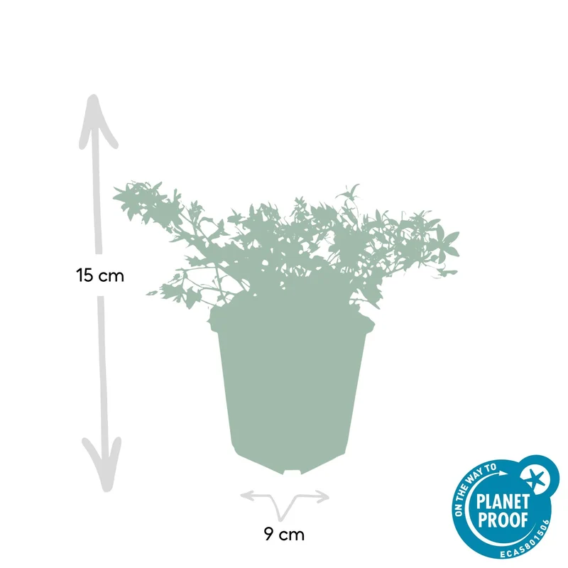 Dzwonek 'Stella' – wzrost zwarty, Ø9 cm, 10–25 cm wys.