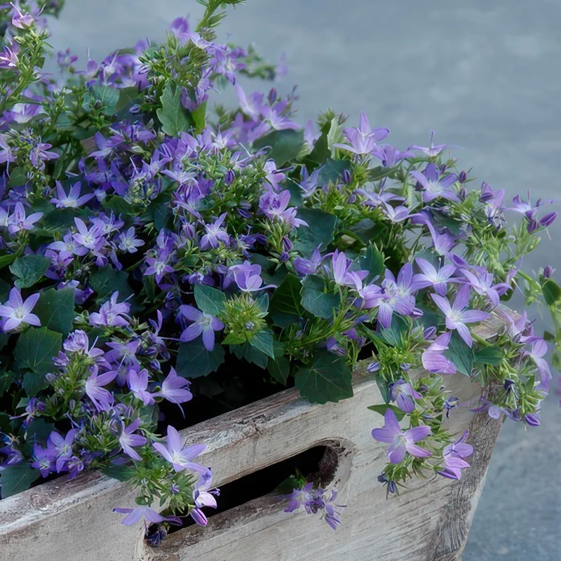 Dzwonek 'Stella' – wzrost zwarty, Ø9 cm, 10–25 cm wys.