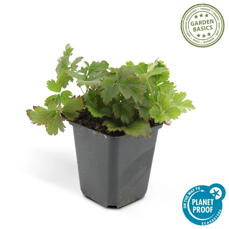 Waldsteinia ternata – immergrüner Bodendecker, 9 cm Topf, 10–25 cm