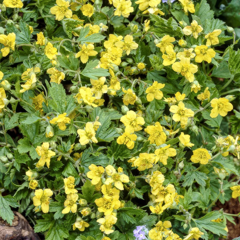 Waldsteinia ternata – immergrüner Bodendecker, 9 cm Topf, 10–25 cm