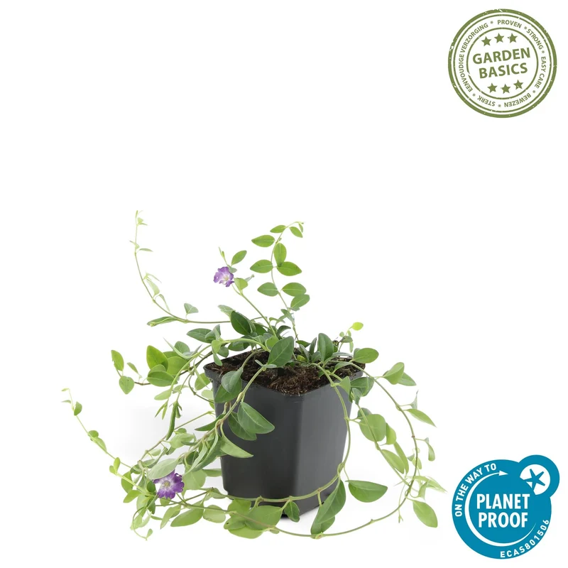 Stedsegrøn 'Atropurpurea' – robust og vinterhårdfør, 9 cm potte, 10-25 cm højde