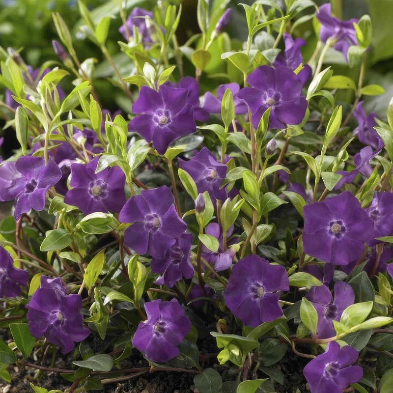 Stedsegrøn 'Atropurpurea' – robust og vinterhårdfør, 9 cm potte, 10-25 cm højde