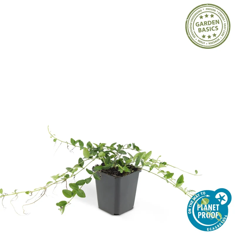 Vinca minor ‘Alba’ – weiß blühende Bodendeckerpflanze, 9 cm Topf, 10–25 cm Höhe
