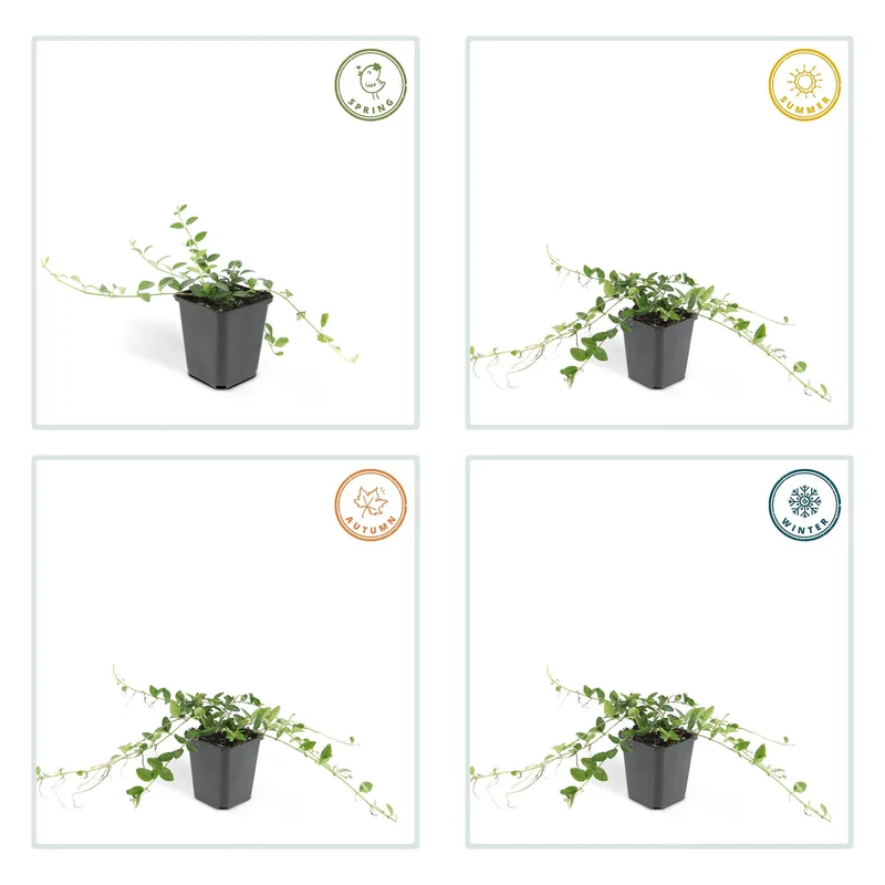 Vinca minor ‘Alba’ – weiß blühende Bodendeckerpflanze, 9 cm Topf, 10–25 cm Höhe
