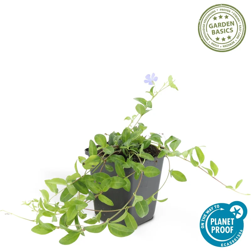 Vinca minor – bodendeckender Immergrün-Klassiker, 9 cm Topf, 10–25 cm Höhe