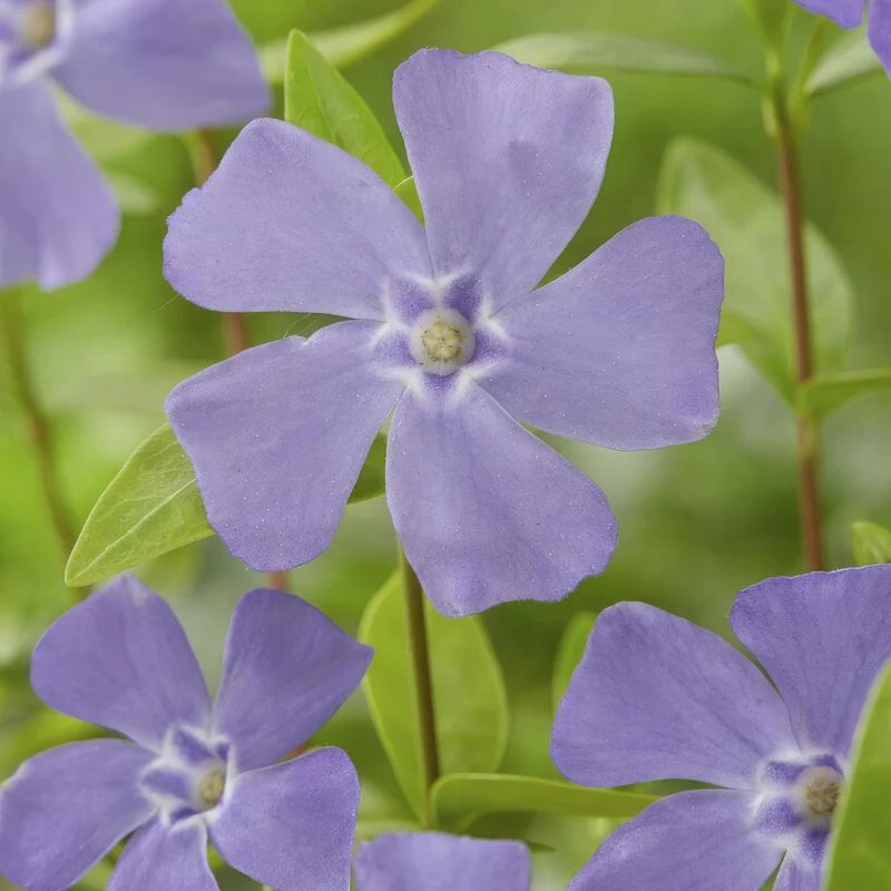 Vinca minor – bodendeckender Immergrün-Klassiker, 9 cm Topf, 10–25 cm Höhe
