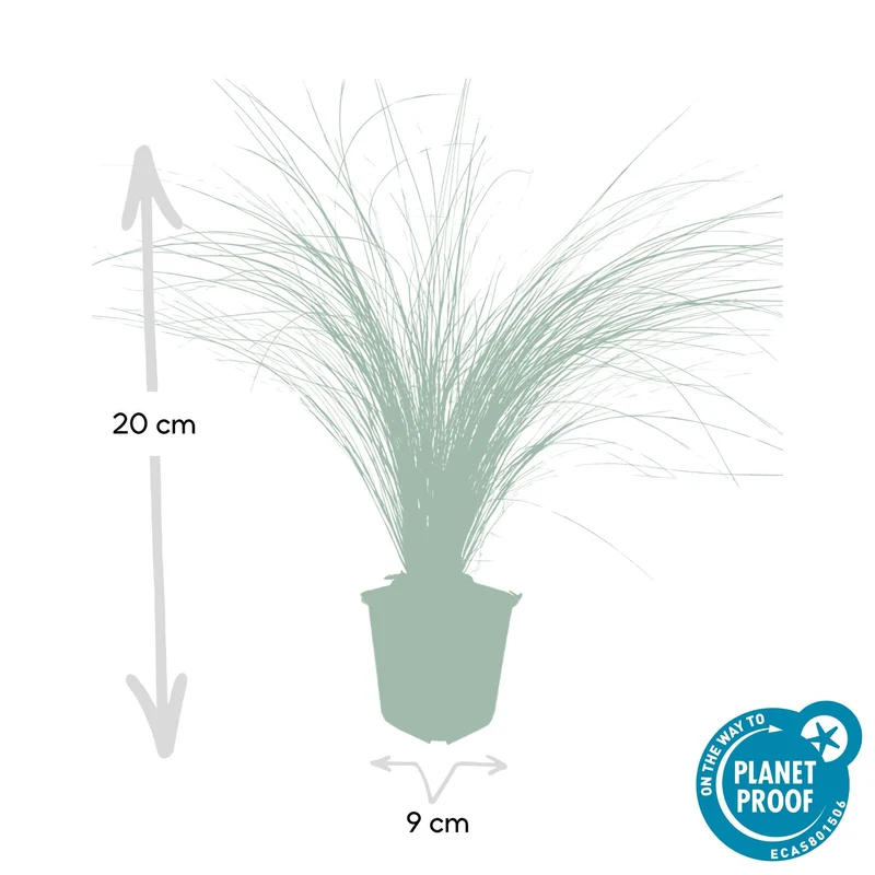Delikat mexicansk fjergræs 'Ponytails' – 9 cm potte, 10-25 cm