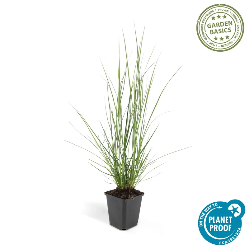 Lampenputzergras ‘Hameln’ – Ziergras im 9 cm Topf, 10–25 cm Höhe
