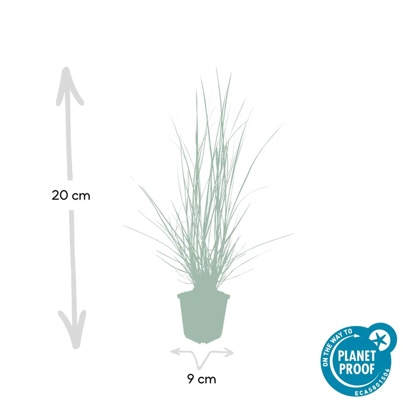 Lampenputzergras ‘Hameln’ – Ziergras im 9 cm Topf, 10–25 cm Höhe