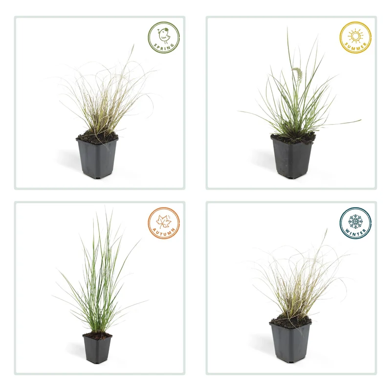 Lampenputzergras ‘Hameln’ – Ziergras im 9 cm Topf, 10–25 cm Höhe