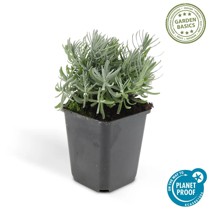 Lavandula 'Hidcote' – kompakt lavendel, 9 cm potte, 10–25 cm