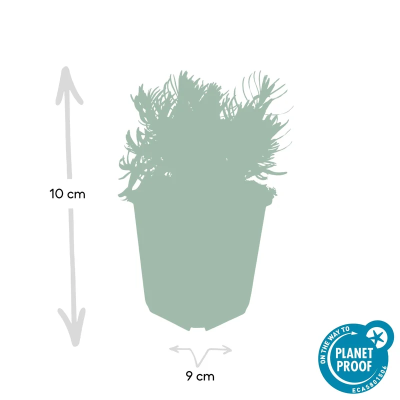 Lavandula 'Hidcote' – kompakt lavendel, 9 cm potte, 10–25 cm