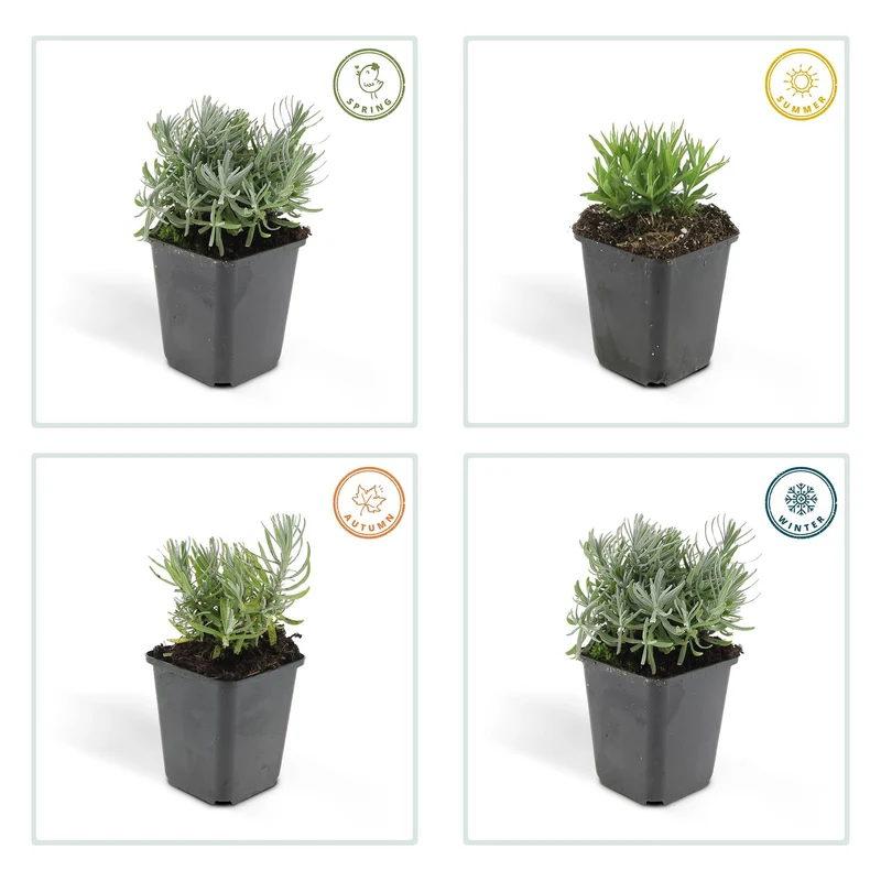 Lavandula 'Hidcote' – kompakt lavendel, 9 cm potte, 10–25 cm