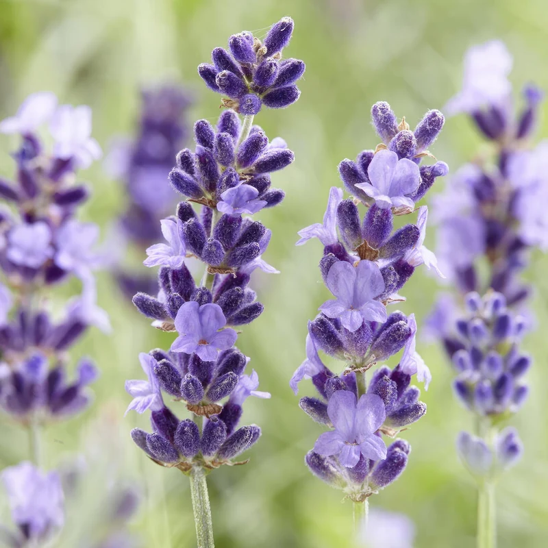 Lavandula 'Hidcote' – kompakt lavendel, 9 cm potte, 10–25 cm