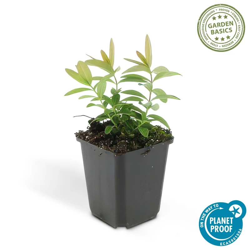 Tæppe-perikon (Hypericum calycinum) – lavvoksende, 9 cm potte, 10-25 cm