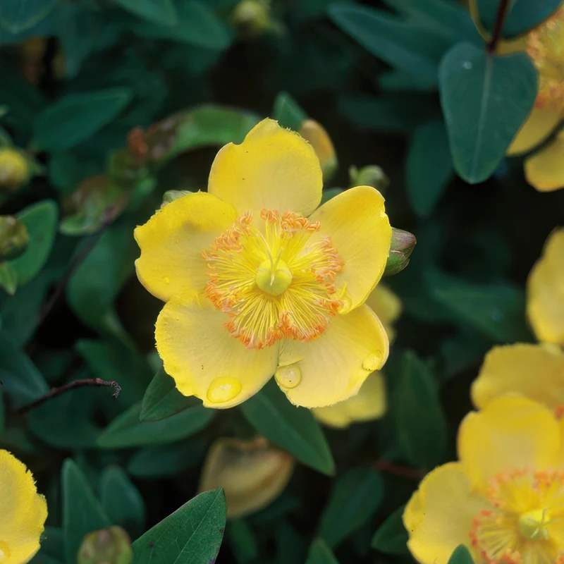 Tæppe-perikon (Hypericum calycinum) – lavvoksende, 9 cm potte, 10-25 cm