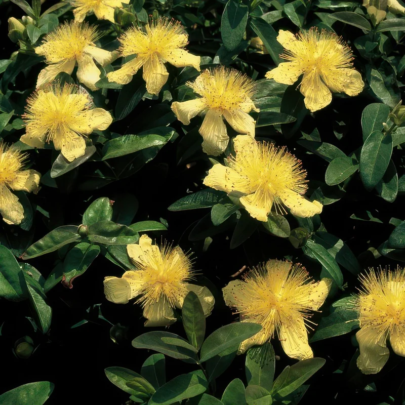 Tæppe-perikon (Hypericum calycinum) – lavvoksende, 9 cm potte, 10-25 cm