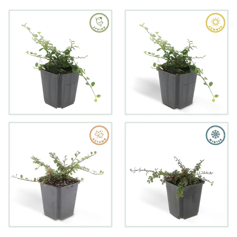 Dværg-cotoneaster 'Streib's Findling' – 9 cm potte, 10-25 cm højde