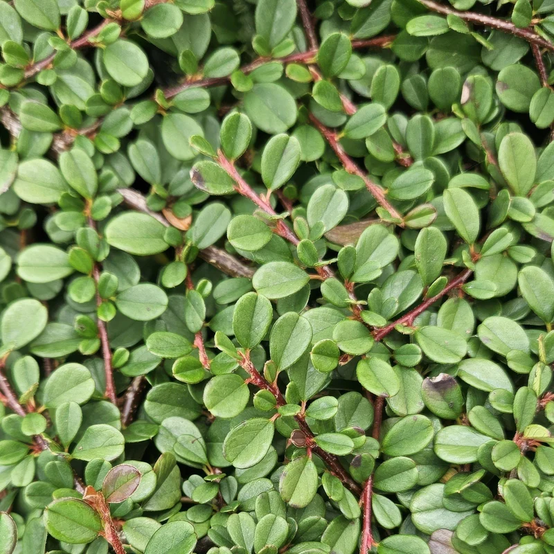 Dværg-cotoneaster 'Streib's Findling' – 9 cm potte, 10-25 cm højde