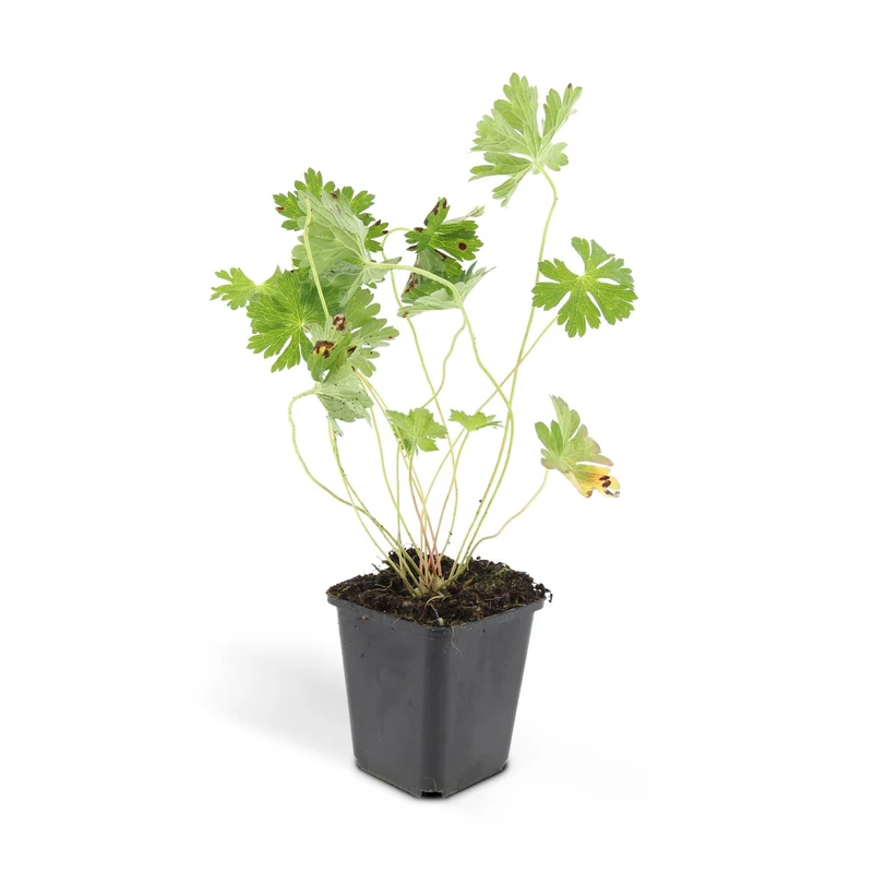Bodziszek 'Rozanne' – długowieczny bodziszek, 10–25 cm wysokości