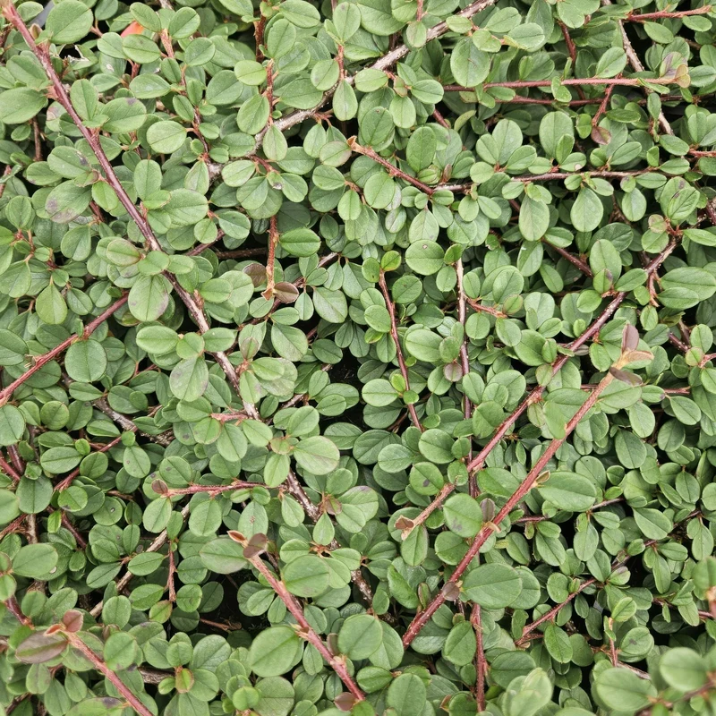 Irga 'Queen of Carpets' – niska roślina okrywowa, doniczka 9 cm, 10–25 cm