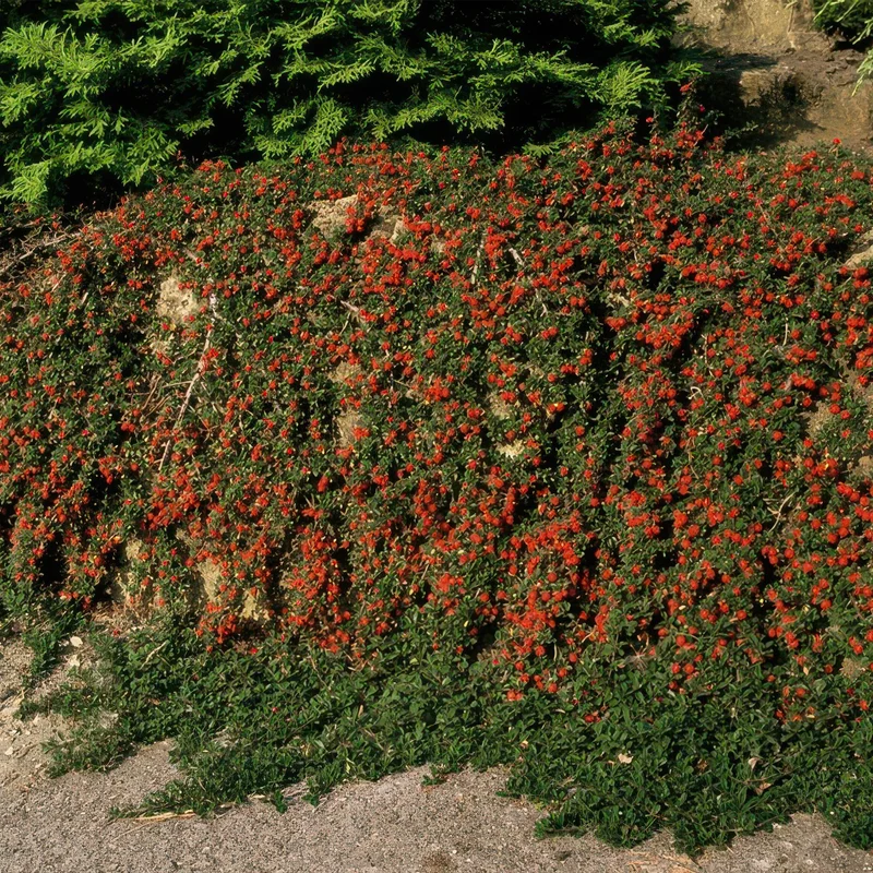 Irga 'Queen of Carpets' – niska roślina okrywowa, doniczka 9 cm, 10–25 cm
