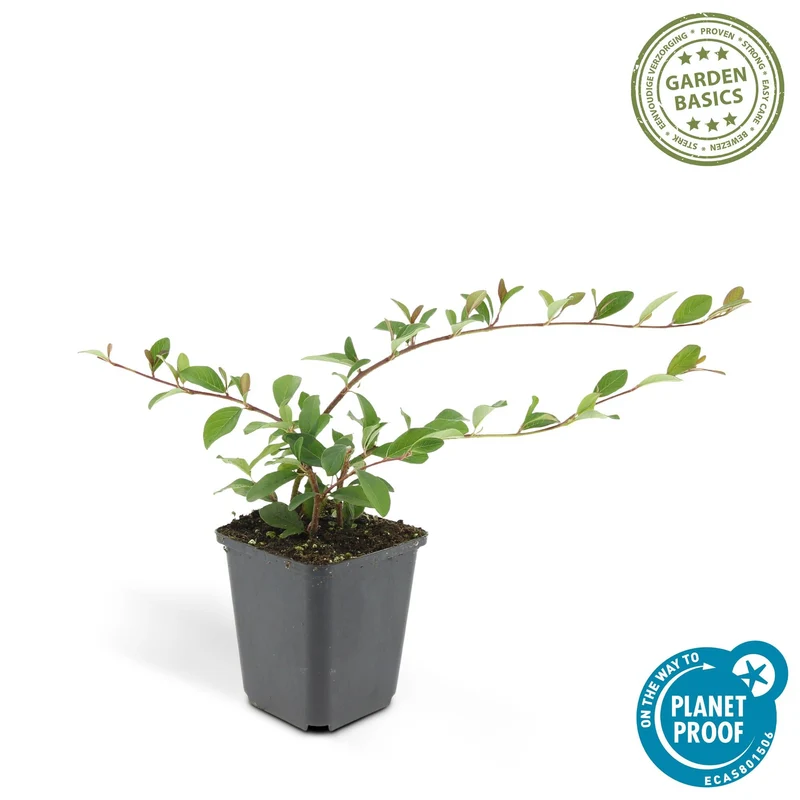 Dværg-cotoneaster 'Major' – stedsegrøn bunddække, 9 cm potte, 25 cm højde