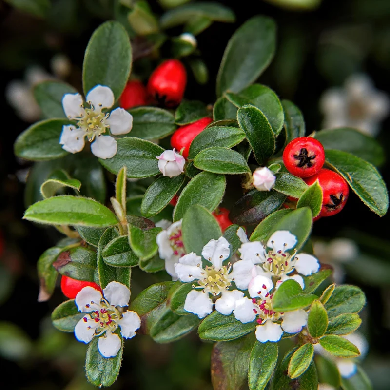 Dværg-cotoneaster 'Major' – stedsegrøn bunddække, 9 cm potte, 25 cm højde
