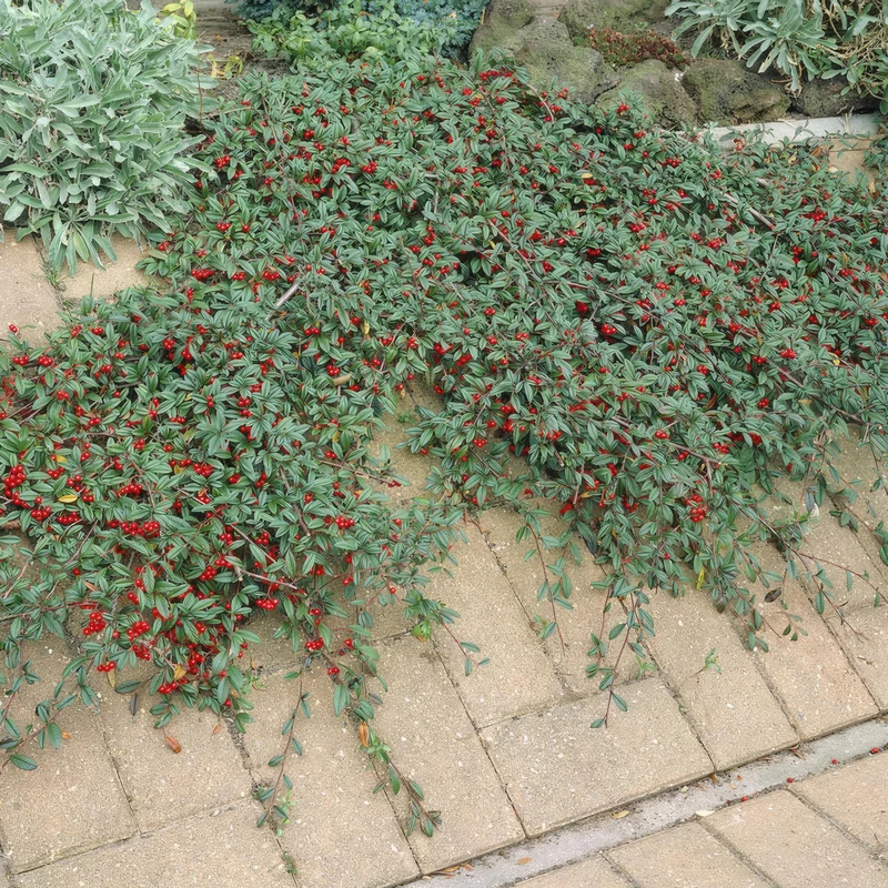 Dværg-cotoneaster 'Major' – stedsegrøn bunddække, 9 cm potte, 25 cm højde