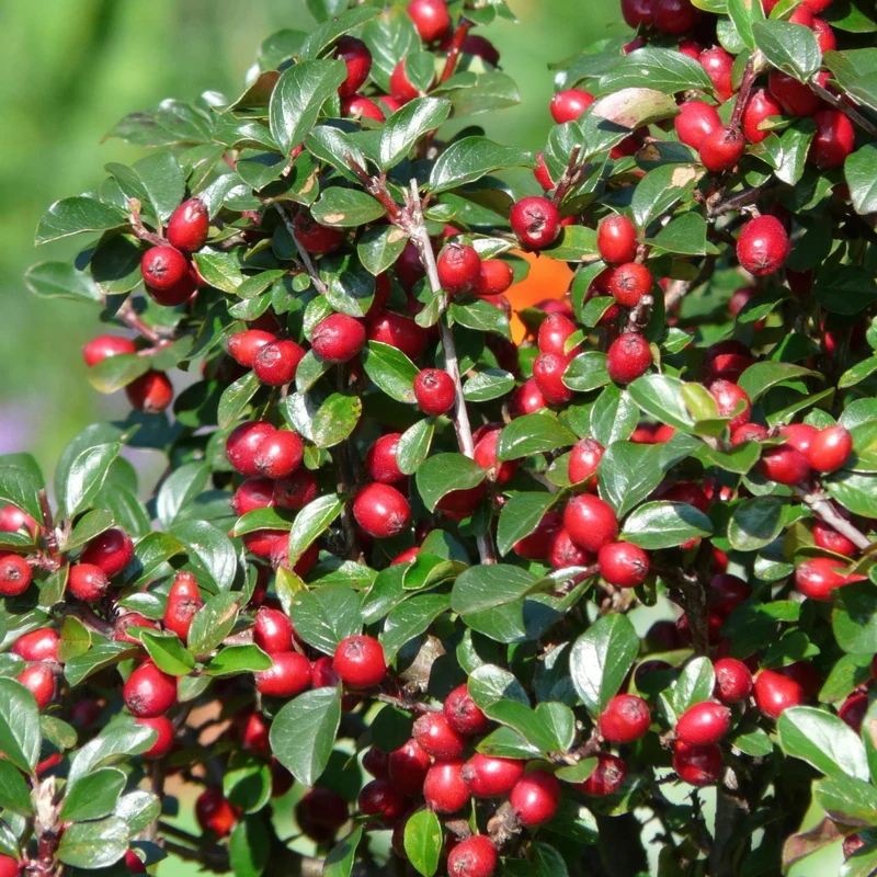 Dværg-cotoneaster 'Major' – stedsegrøn bunddække, 9 cm potte, 25 cm højde
