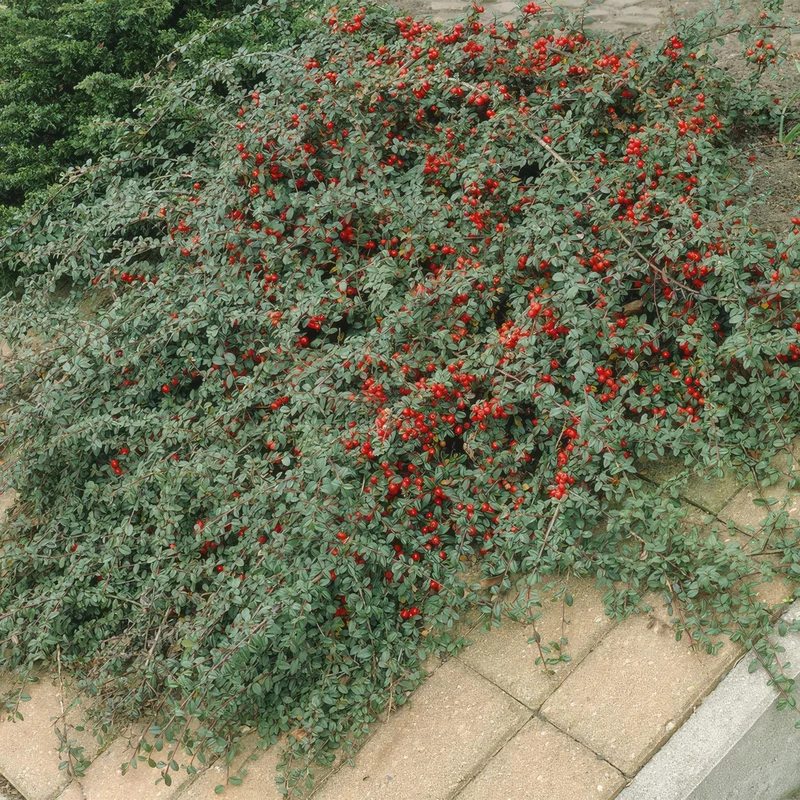 Dværg-cotoneaster 'Major' – stedsegrøn bunddække, 9 cm potte, 25 cm højde