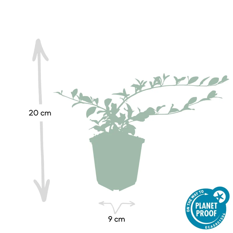 Cotoneaster dammeri – niedrig wachsend, 9 cm Topf, 10–25 cm Höhe