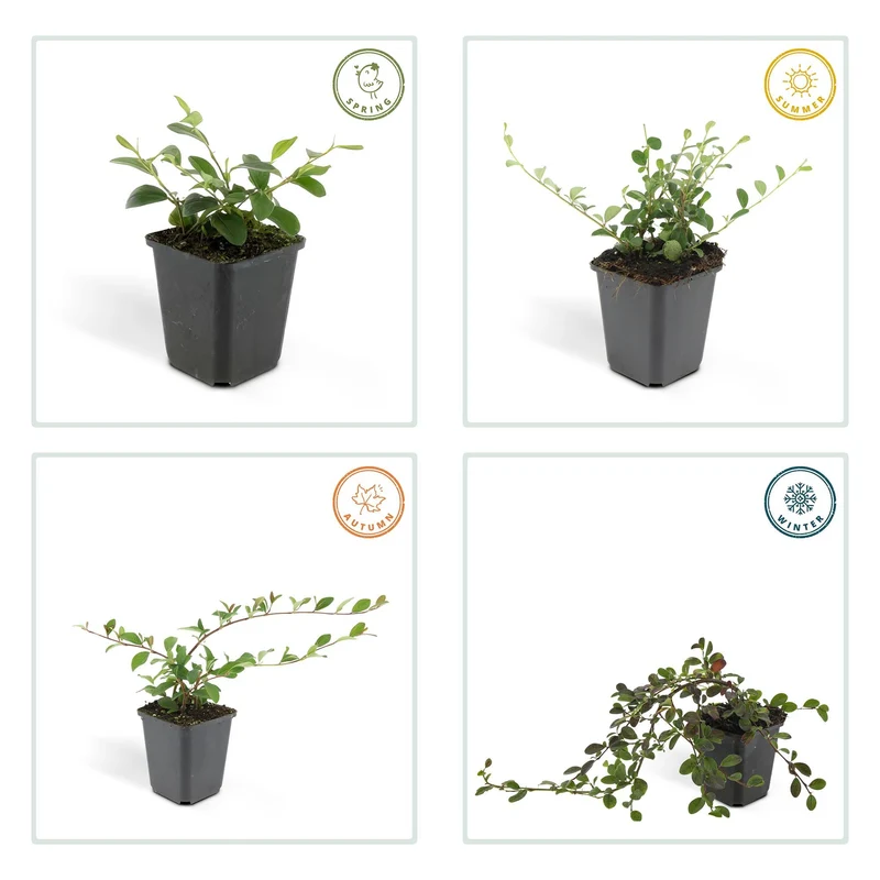 Cotoneaster dammeri – niedrig wachsend, 9 cm Topf, 10–25 cm Höhe