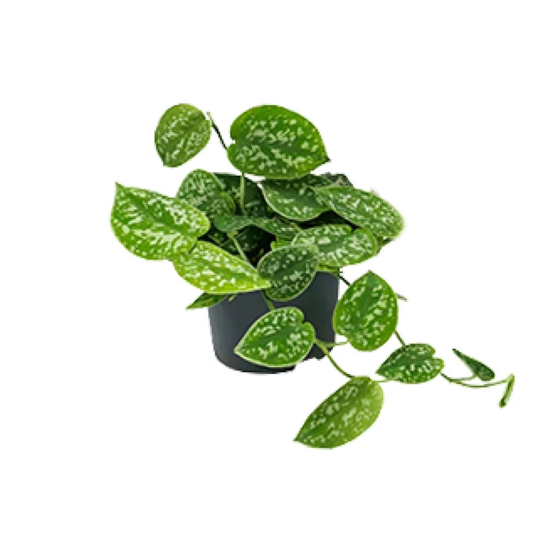 Scindapsus Pictus ‘Argyraeus’ – Gefleckte Efeutute - 15-25 cm