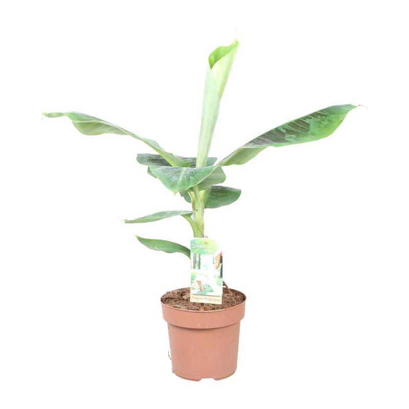 Musa Dwarf Cavendish – Zwergbanane - 60-130 cm