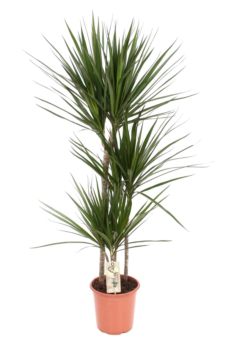 Drachenbaum (Dracaena marginata) – 55–130 cm