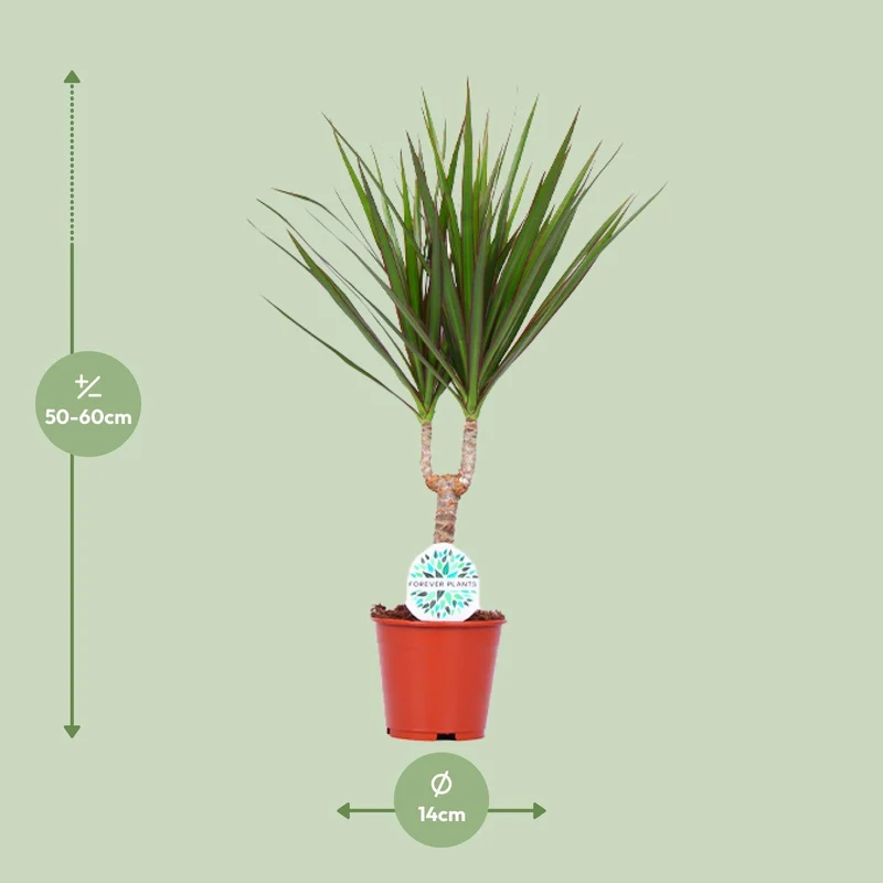 Drachenbaum (Dracaena marginata) – 55–130 cm