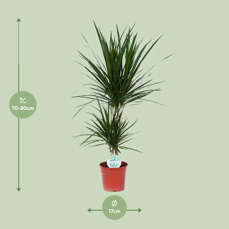 Drachenbaum (Dracaena marginata) – 55–130 cm