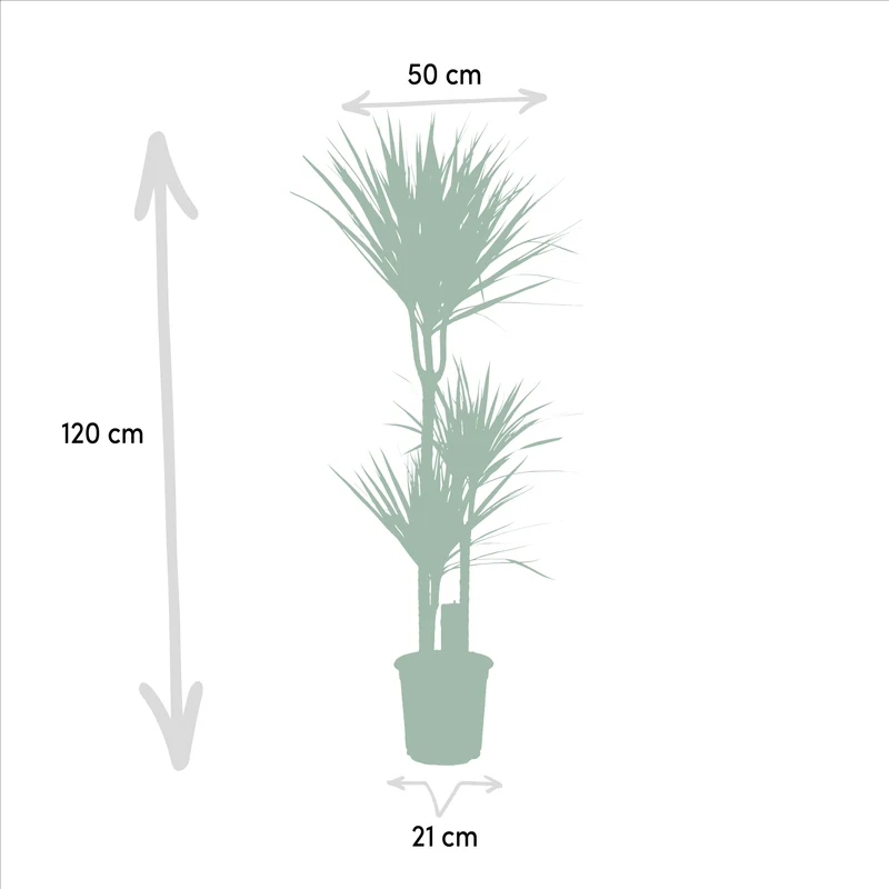Drachenbaum (Dracaena marginata) – 55–130 cm
