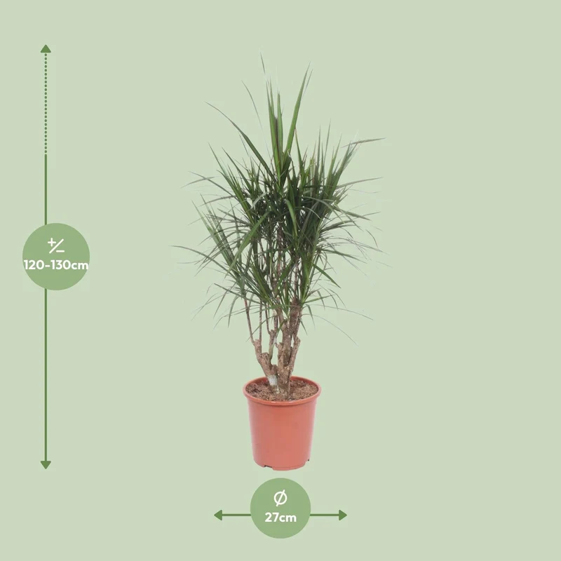Drachenbaum (Dracaena marginata) – 55–130 cm