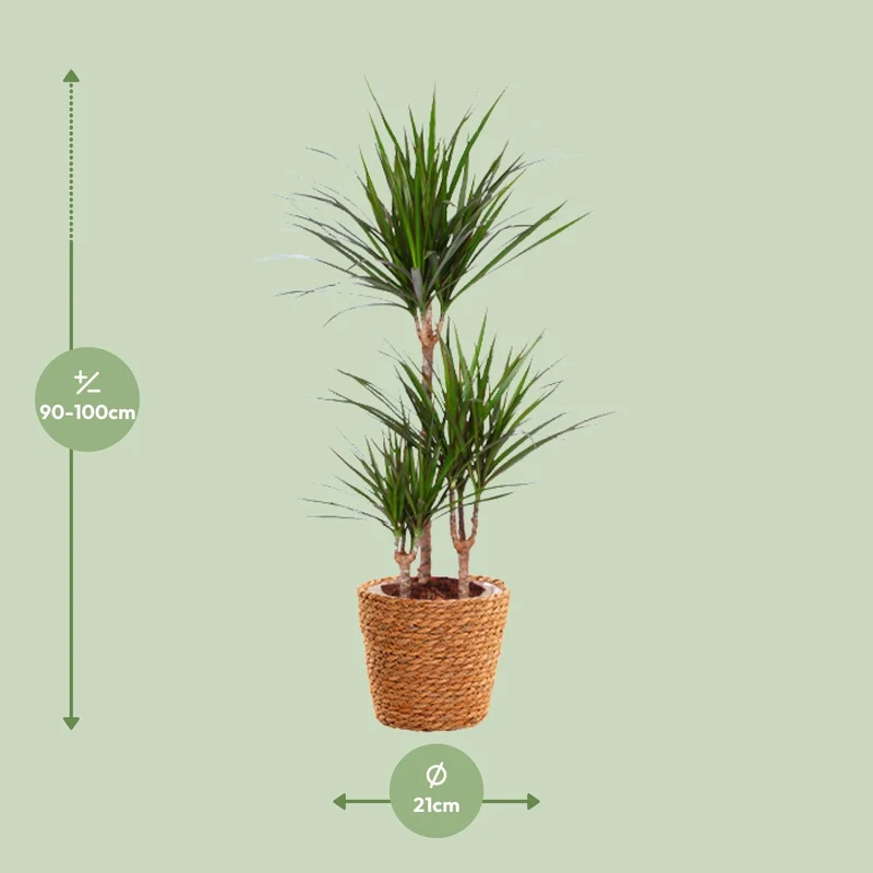Drachenbaum (Dracaena marginata) – 55–130 cm