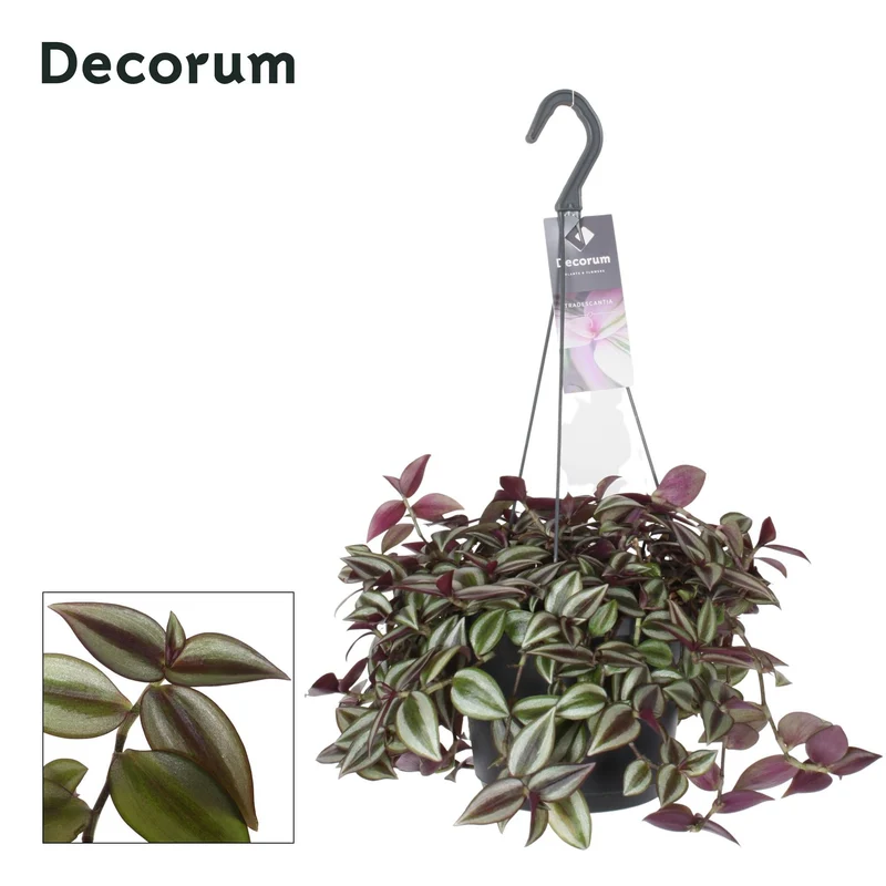 Tradescantia Zebrina ‘Purpusii’ – Wandersmann - 17 cm Topf, 30 cm hoch